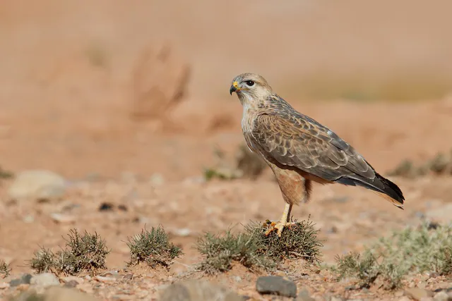 Long-legged Buzzard