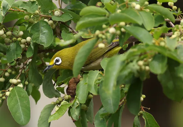 Moheli White-eye