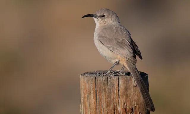 LeConte's Thrasher