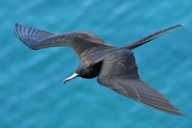 Magnificent Frigatebird
