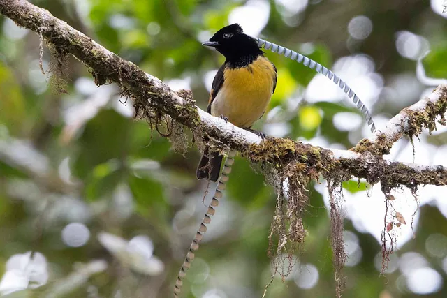 King-of-Saxony Bird-of-Paradise