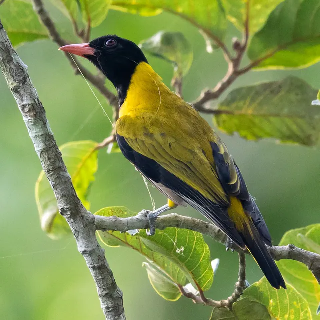 Black-winged Oriole