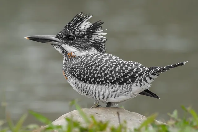 Crested Kingfisher