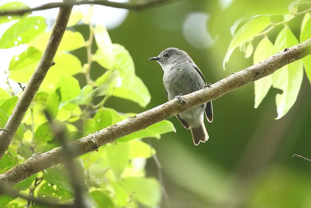 Pohnpei White-eye