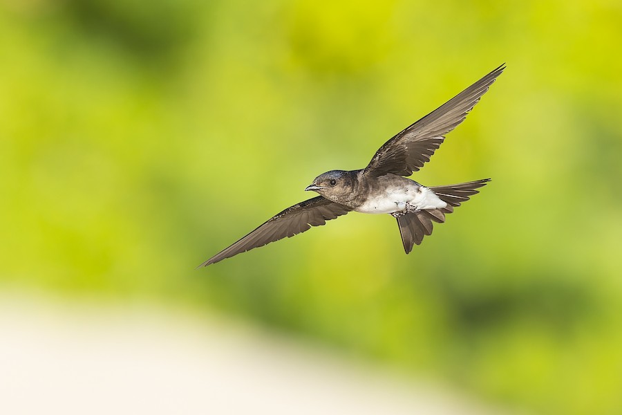 Caribbean Martin