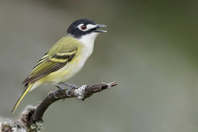 Black-capped Vireo