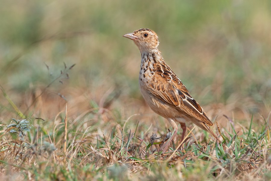 Liben Lark