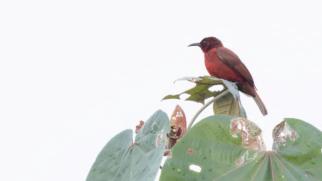Reddish Myzomela