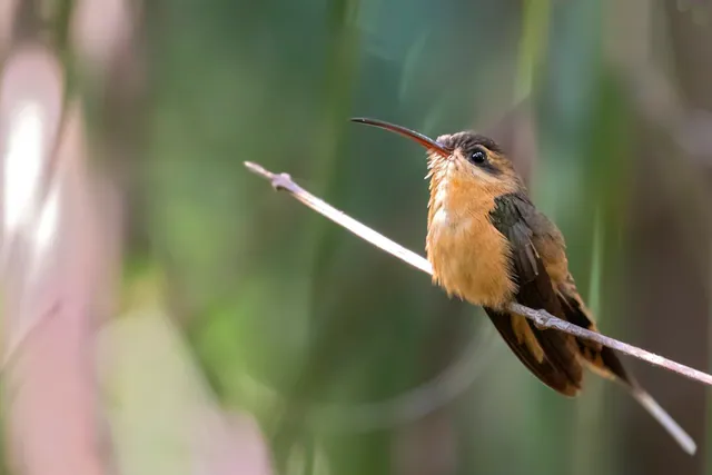 Needle-billed Hermit