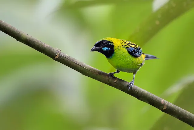 Blue-whiskered Tanager