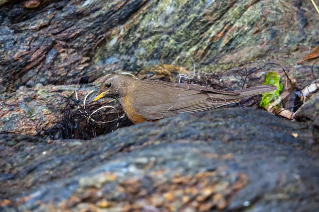 Brown-headed Thrush