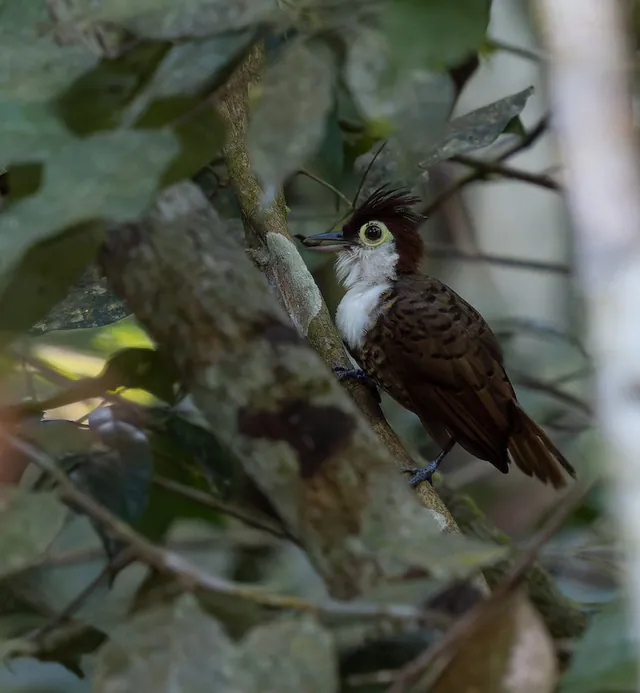 White-breasted Antbird