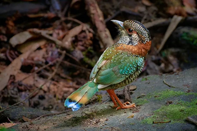 Scaly Ground-Roller