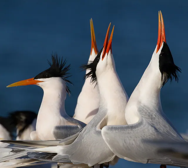 Elegant Tern