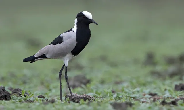 Blacksmith Lapwing