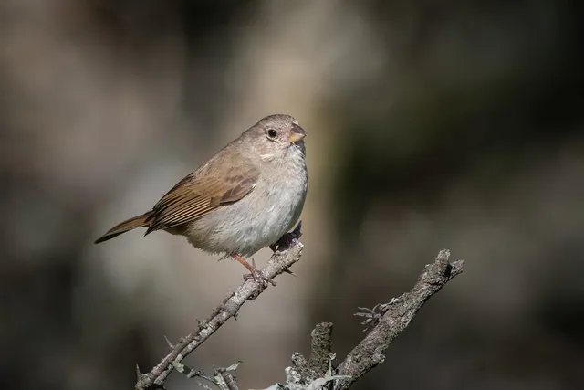 Dull-colored Grassquit