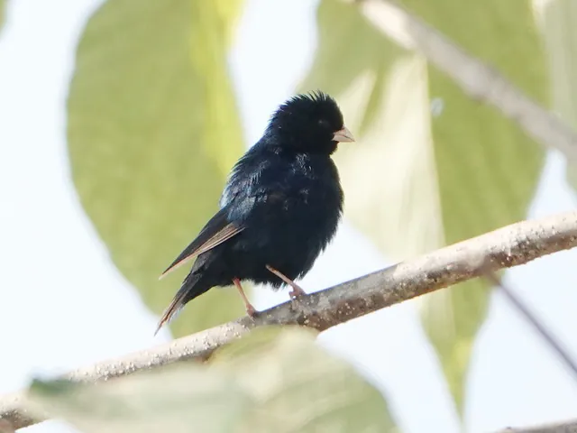 Jambandu Indigobird