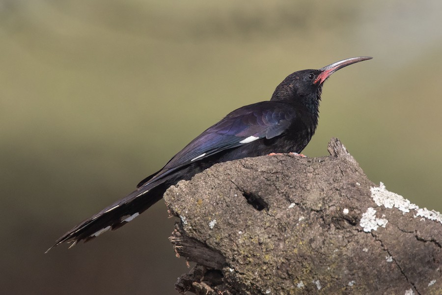Black-billed Woodhoopoe