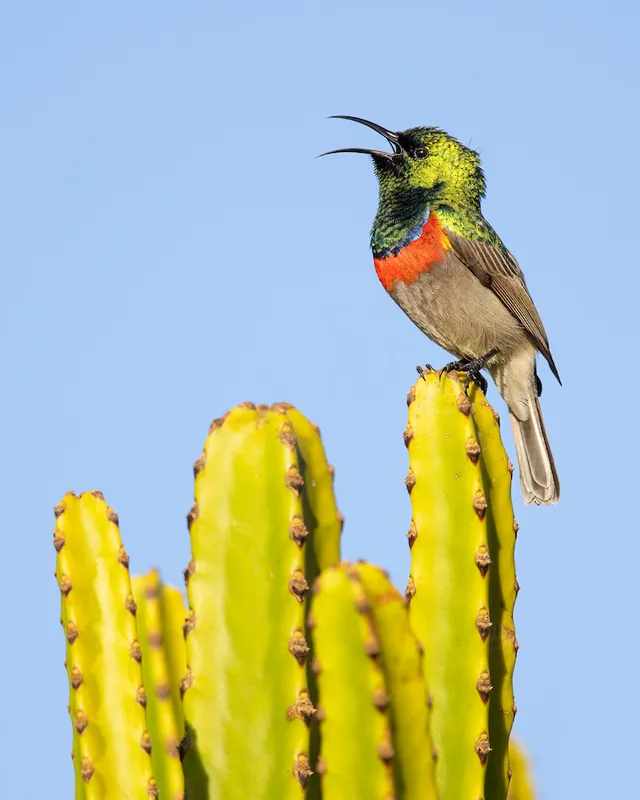 Southern Double-collared Sunbird