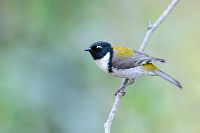 Black-headed Honeyeater