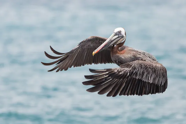 Brown Pelican