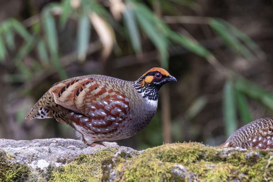 Hill Partridge