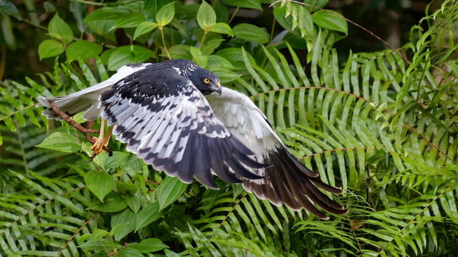 Reunion Harrier