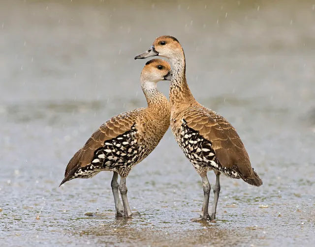 West Indian Whistling-Duck