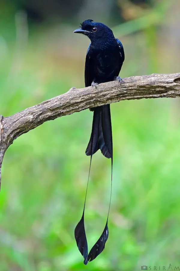 Greater Racket-tailed Drongo