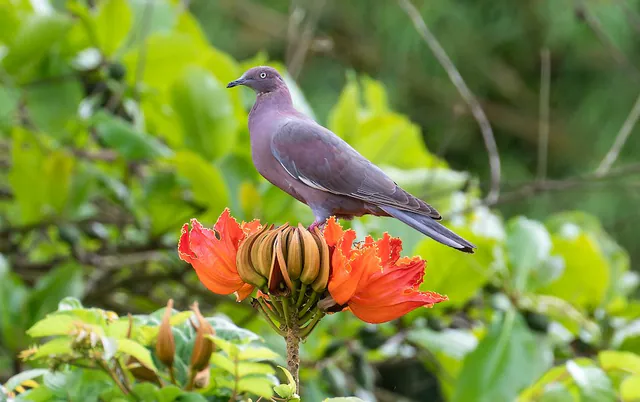 Plain Pigeon