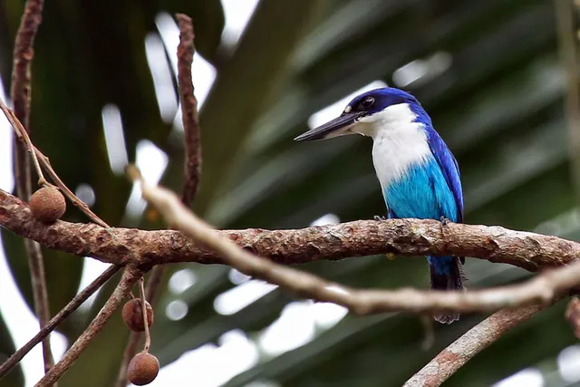 Lazuli Kingfisher