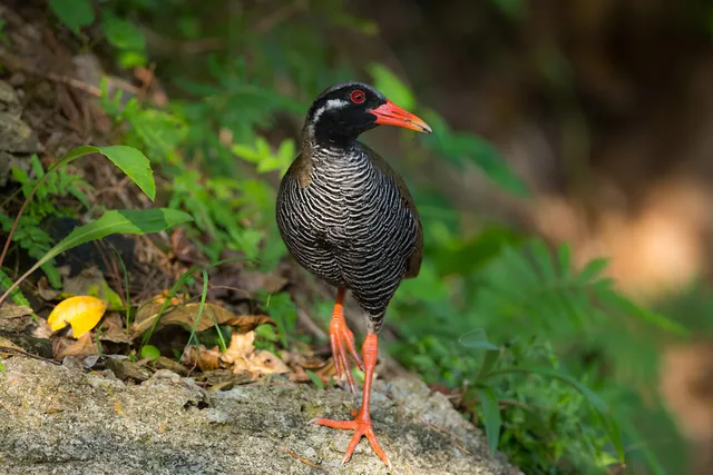 Okinawa Rail