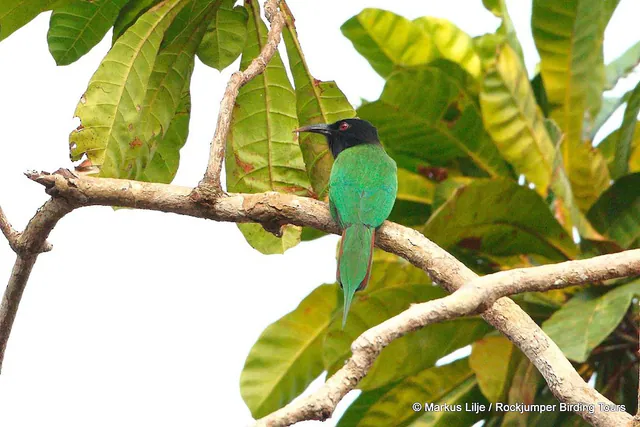 Black-headed Bee-eater