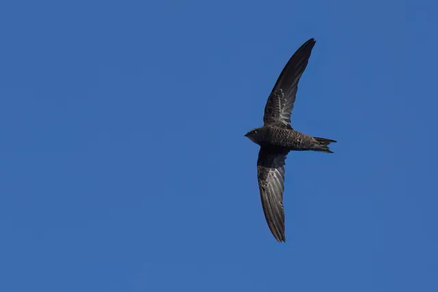 African Swift