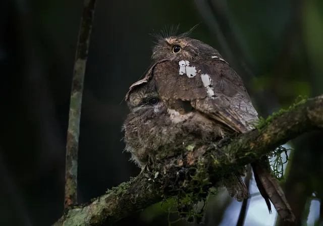 Javan Frogmouth