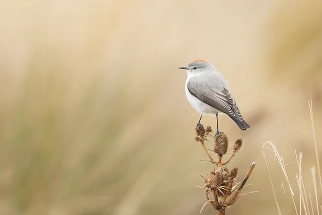 Rufous-naped Ground-Tyrant