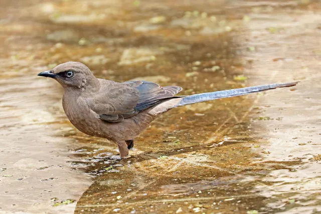 Ashy Starling