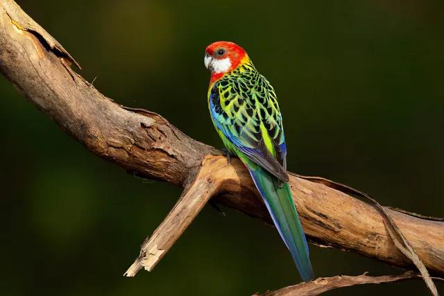 Eastern Rosella