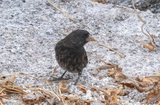 Sharp-beaked Ground-Finch