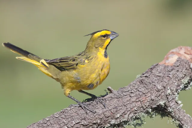 Yellow Cardinal