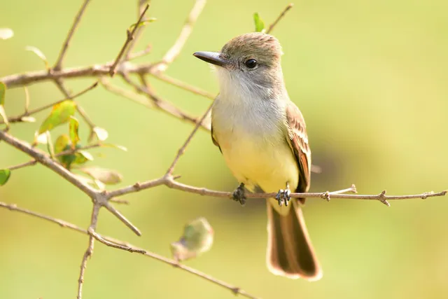 Short-crested Flycatcher