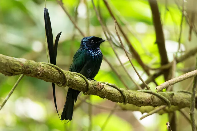 Lesser Racket-tailed Drongo
