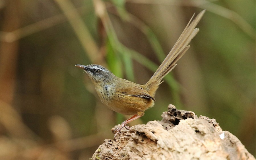 Hill Prinia