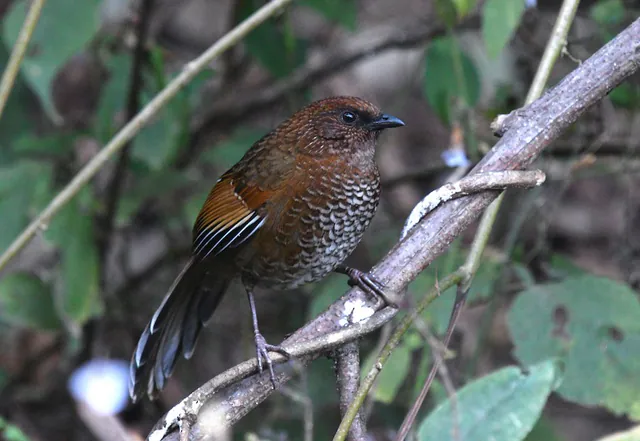 Brown-capped Laughingthrush