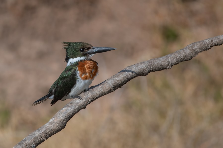 Amazon Kingfisher