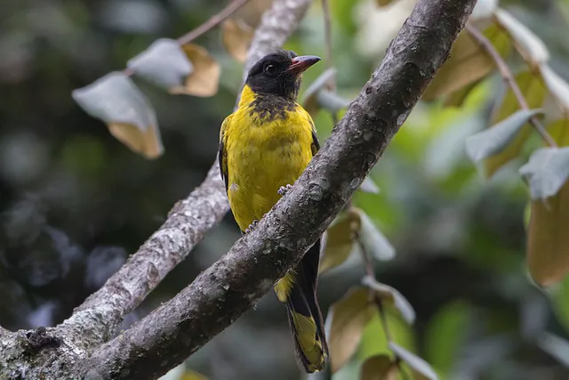 Black-tailed Oriole