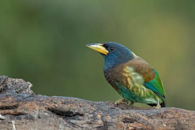 Great Barbet