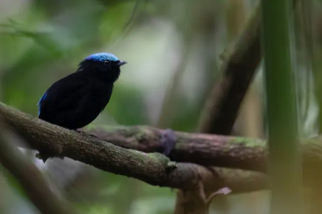 Cerulean-capped Manakin