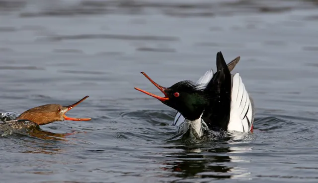 Red-breasted Merganser