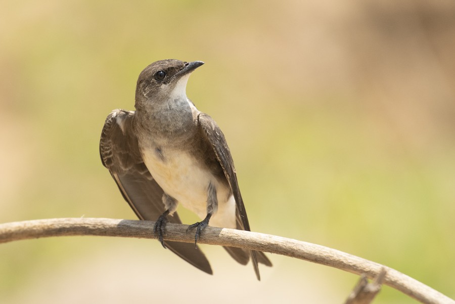 Brown-chested Martin
